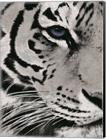 Tiger Purple Eye Fine Art Print