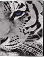 Tiger Purple Eye 2 Fine Art Print