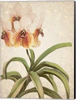 Orchids 3 Fine Art Print