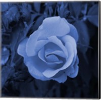 Blue Flower 2 Fine Art Print