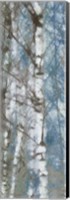 Birch Scape 2 Fine Art Print