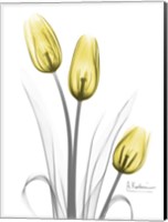 Illuminating Tulip Trio Fine Art Print