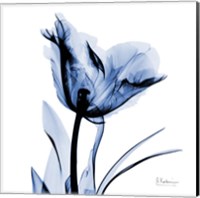 Indigo Softened Tulip Fine Art Print