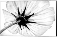 Anemone Fine Art Print