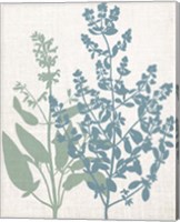 Linen Herbs 2 Fine Art Print