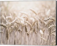 Mute Wheat Field Fine Art Print