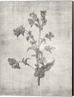 Sepia Botanical 4 Fine Art Print