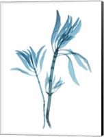 Blue Leucadendron Fine Art Print