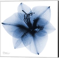 Indigo Amaryllis 1 Fine Art Print