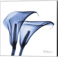 Indigo Infused Calla Lilies Fine Art Print