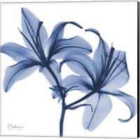 Indigo Infused Lily Fine Art Print