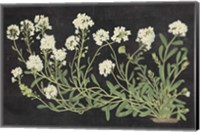 Vintage Flowers on Black Fine Art Print