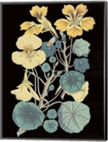 Antique Botanical XVII Cool on Black Fine Art Print
