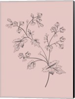 Phacelia Blush Pink Flower Fine Art Print