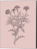 Tagetes Patula Blush Pink Flower Fine Art Print