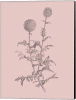 Echinopos Blush Pink Flower Fine Art Print