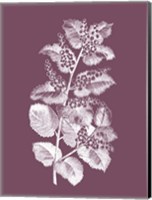 Cerasus Purple Flower Fine Art Print