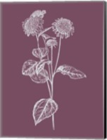 Helianthus Purple Flower Fine Art Print