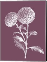 Quilled Pompone Purple Flower Fine Art Print