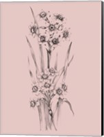 Blush Pink Flower Sketch I Fine Art Print