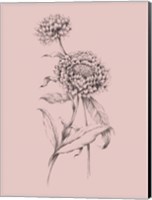 Blush Pink Flower Drawing III Fine Art Print