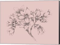 Blush Pink Flower Illustration Fine Art Print