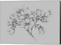 Flower Illustration Fine Art Print