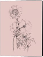 Blush Pink Flower Illustration III Fine Art Print