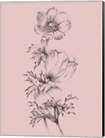 Blush Pink Flower II Fine Art Print