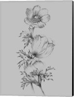 Grey Flower Sketch II Fine Art Print