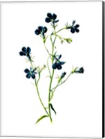 Blue Lobelia Flower Fine Art Print