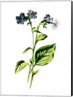 Browallia Flower Fine Art Print