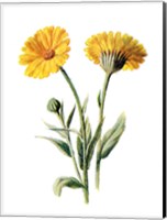 Common Marigold Flower Fine Art Print