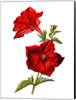 Crimson Petunia Flower Fine Art Print