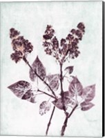 Lilac 1 Aqua Plum Fine Art Print