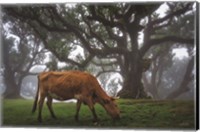 Cow in the Fog Fine Art Print