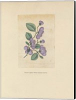 Textbook Floral Pastel Fine Art Print