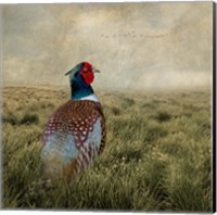Have a Very Pheasant Day Fine Art Print