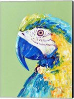 Macaw Parrot Fine Art Print