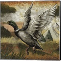 Mallard Duck Fine Art Print