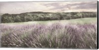 Ridge Farm Lavender Fine Art Print