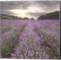 Field of Lavender Fine Art Print