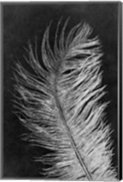 Feather 3 Dark Fine Art Print