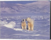 Polar Bears Fine Art Print