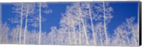 Low angle view of American aspen trees in the forest Fine Art Print