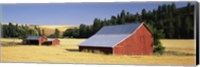 Farmhouses in a wheat field, Washington State Fine Art Print