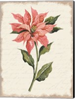 Poinsettia Botanical II Fine Art Print