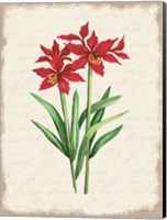 Red Amaryllis Botanical I Fine Art Print
