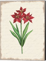Red Amaryllis Botanical II Fine Art Print