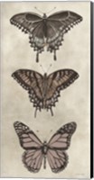 Antique Butterflies II Fine Art Print